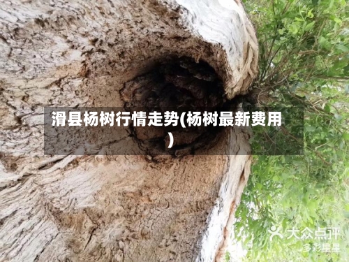 滑县杨树行情走势(杨树最新费用)-第3张图片