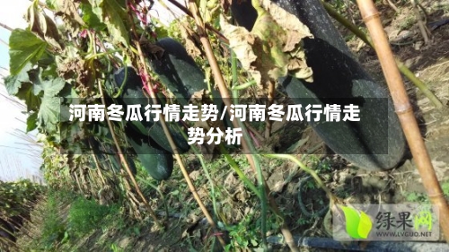 河南冬瓜行情走势/河南冬瓜行情走势分析