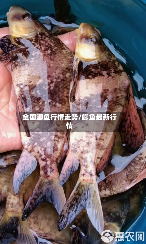 全国鲫鱼行情走势/鲫鱼最新行情