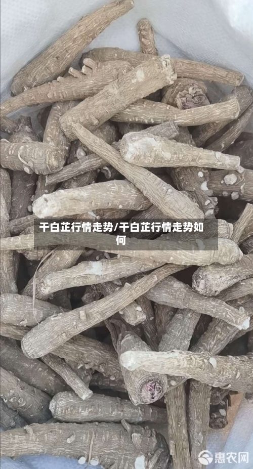 干白芷行情走势/干白芷行情走势如何-第2张图片