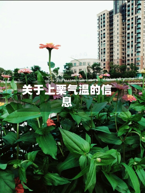 关于上栗气温的信息