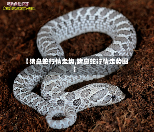 【猪鼻蛇行情走势,猪鼻蛇行情走势图】