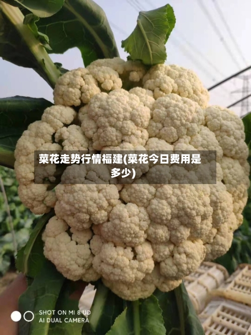 菜花走势行情福建(菜花今日费用是多少)